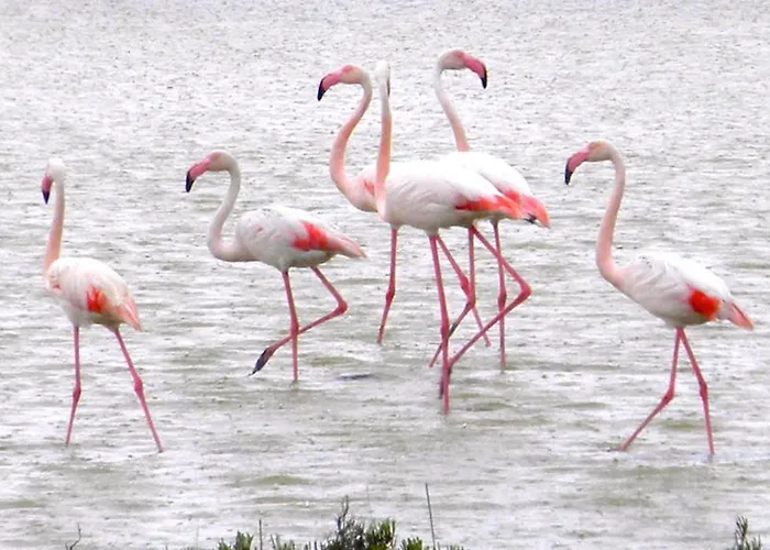 カントリーハウス Residenza Le Saline *