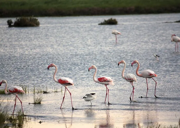 Residenza Le Saline コマッキオ